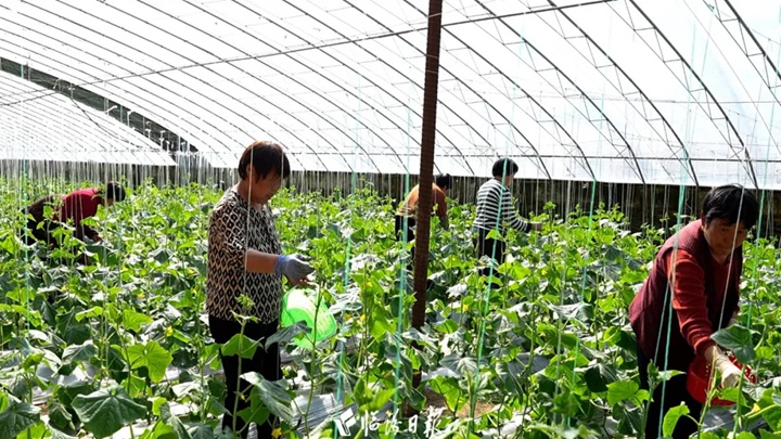 臨汾“多巴胺”果蔬，炫彩上線~