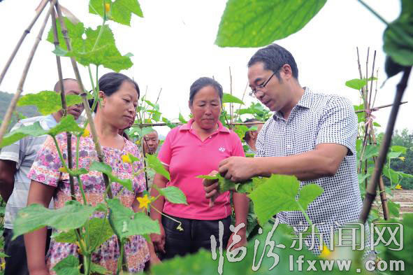 農(nóng)業(yè)技術(shù)人員給菜農(nóng)講解蔬菜的病蟲防治。 